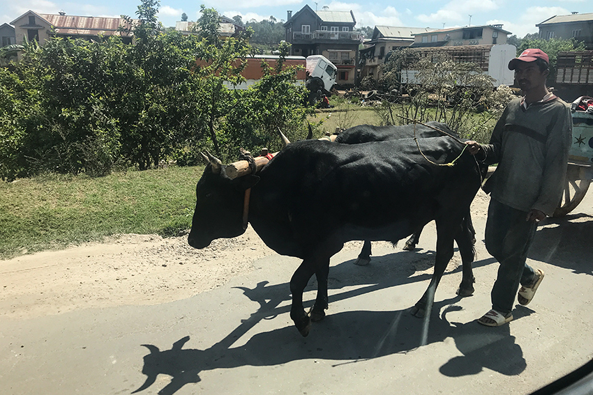 Ox Cart, Drive From Tana to Andasibe, Madagascar