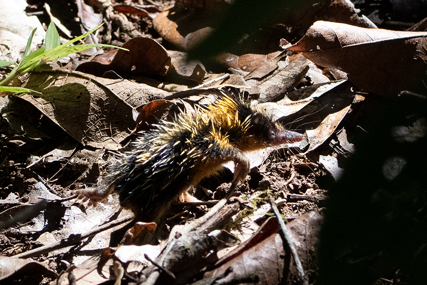 Lowland Streaked Tenrec, Mantadia NP, Madagascar