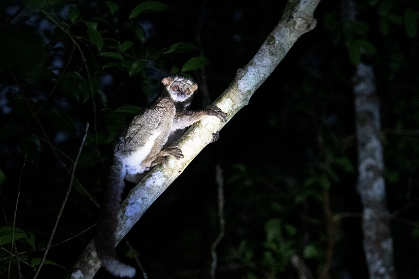 Eastern Woolly Lemur, Night Walk, Vakona Forest Lodge, Andasibe, Madagascar