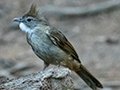 Ashy Bulbul, Bukit Tinggi, Peninsular Malaysia