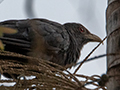 Asian Koel, Everly Putrajaya Hotel, Peninsular Malaysia