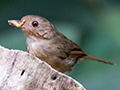 Buff-breasted Babbler, New Road, Fraser's Hill, Peninsular Malaysia