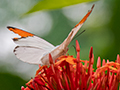 Butterflies, Kuala Lumpur Butterfly Park, Peninsular Malaysia