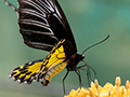 Butterflies, Kuala Lumpur Butterfly Park, Peninsular Malaysia