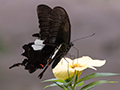 Butterflies, Kuala Lumpur Butterfly Park, Peninsular Malaysia