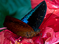 Butterflies, Kuala Lumpur Butterfly Park, Peninsular Malaysia