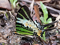 Five Bar Swordtail, Mutiara  Resort and Boardwalk, Taman Negara, Peninsular Malaysia