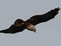 Brahmini Kite, Near Hotel De Palma, Kuala Selangor, Peninsular Malaysia