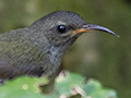 Black-throated Sunbird, Fraser's Hill Area, Peninsular Malaysia