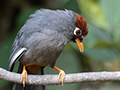 Chestnut-capped Laughingthrush, New Road, Fraser's Hill, Peninsular Malaysia