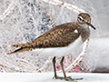 Common Sandpiper, Kuala  Selangor, Peninsular Malaysia