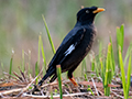 Crested Myna, Lake Putrajaya, Peninsular Malaysia