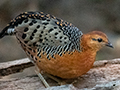 Ferruginous Partridge, Bukit Tinggi, Peninsular Malaysia