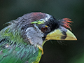 Fire-tufted Barbet, Fraser's Hill Area, Peninsular Malaysia