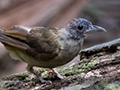 Gray-cheeked Bulbul, Lanchang, Peninsular Malaysia