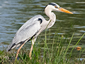 Gray Heron, Lake Putrajaya, Peninsular Malaysia