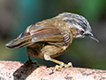 Gray-throated Babbler, New Road, Fraser's Hill, Peninsular Malaysia