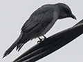 Large Cuckooshrike, New Road, Fraser's Hill, Peninsular Malaysia