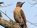 Laced Woodpecker, Kuala Selangor Nature Park, Peninsular Malaysia