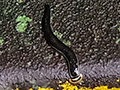 Leech, Mutiara  Resort and Boardwalk, Taman Negara, Peninsular Malaysia