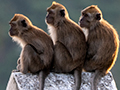 Long-tailed Macaque, Kuala  Selangor, Peninsular Malaysia