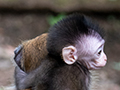 Long-tailed Macaque, Mutiara  Resort and Boardwalk, Taman Negara, Peninsular Malaysia