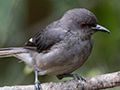 Long-tailed Sibia, New Road, Fraser's Hill, Peninsular Malaysia