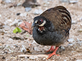 Malaysian Partridge, Old Road, Fraser's Hill, Peninsular Malaysia