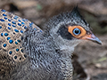 Malayan Peacock-Pheasant, Mutiara  Resort and Boardwalk, Taman Negara, Peninsular Malaysia