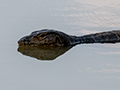 Asian Water Monitor, Lake Putrajaya, Peninsular Malaysia