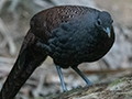 Mountain Peacock-Pheasant, Bukit Tinggi, Peninsular Malaysia