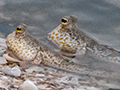 Mudskippers, Jeram, Kuala  Selangor, Peninsular Malaysia