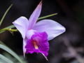 Lavender Orchid, Kuala Selangor, Peninsular Malaysia