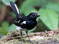 Oriental Magpie-Robin, Lanchang, Peninsular Malaysia