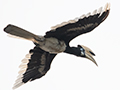 Oriental Pied-Hornbill, Kuala  Selangor, Peninsular Malaysia