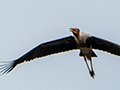 Painted Stork, Lake Putrajaya, Peninsular Malaysia