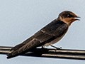 Pacific Swallow, Kuala  Selangor, Peninsular Malaysia