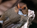 Rufous-browed Flycatcher, New Road, Fraser's Hill, Peninsular Malaysia