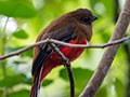 Red-headed Trogon, New Road, Fraser's Hill, Peninsular Malaysia