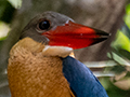 Stork-billed Kingfisher, Mutiara Taman Negara Boatride, Peninsular Malaysia