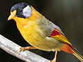 Silver-eared Mesia, New Road, Fraser's Hill, Peninsular Malaysia