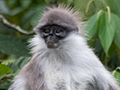 Silvered Leaf Monkey, New Road, Fraser's Hill, Peninsular Malaysia