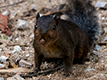 Red-cheeked Squirrel, Old Road, Fraser's Hill, Peninsular Malaysia