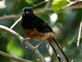 White-rumped Shama, Lanchang and Bukit Tinggi, Peninsular Malaysia