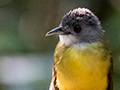 Yellow-bellied Bulbul, Lanchang, Peninsular Malaysia