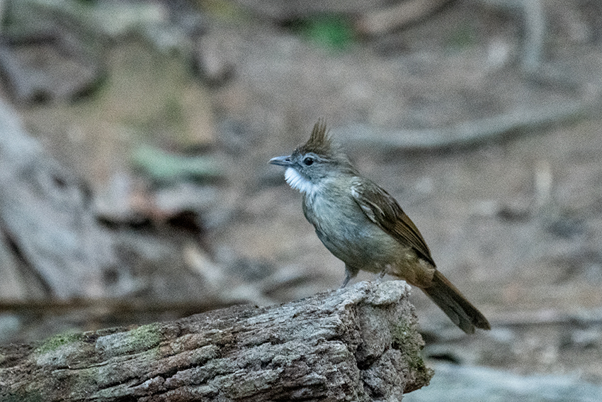 Ashy Bulbul, Bukit Tinggi, Peninsular Malaysia