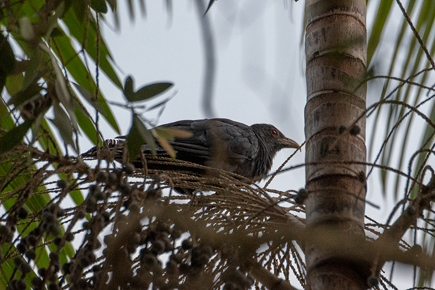 Asian Koel, Lake Putrajaya, Peninsular Malaysia