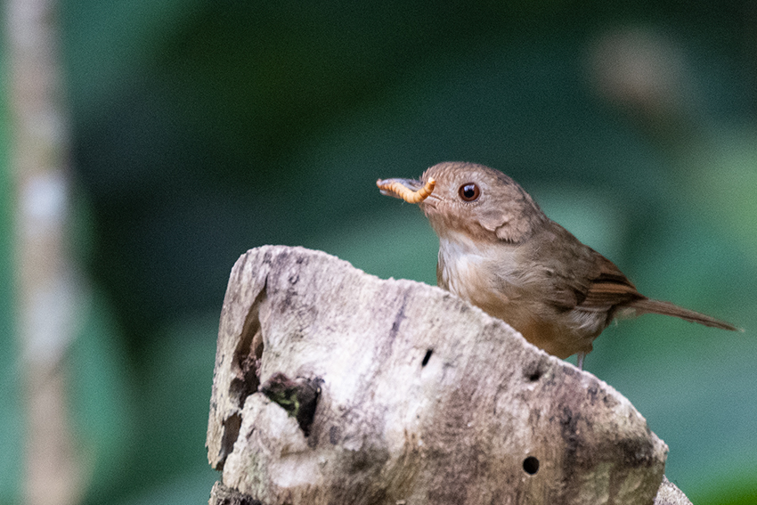 Buff-breasted Babbler, New Road, Fraser's Hill, Peninsular Malaysia