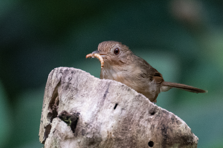 Buff-breasted Babbler, New Road, Fraser's Hill, Peninsular Malaysia