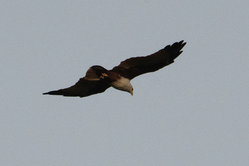 Brahmini Kite, Near Hotel De Palma, Kuala Selangor, Peninsular Malaysia